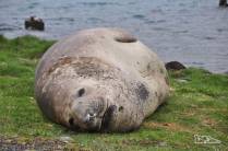 Uma enorme fêmea de elefante-marinho descansa em Grytviken, na Geórgia do Sul